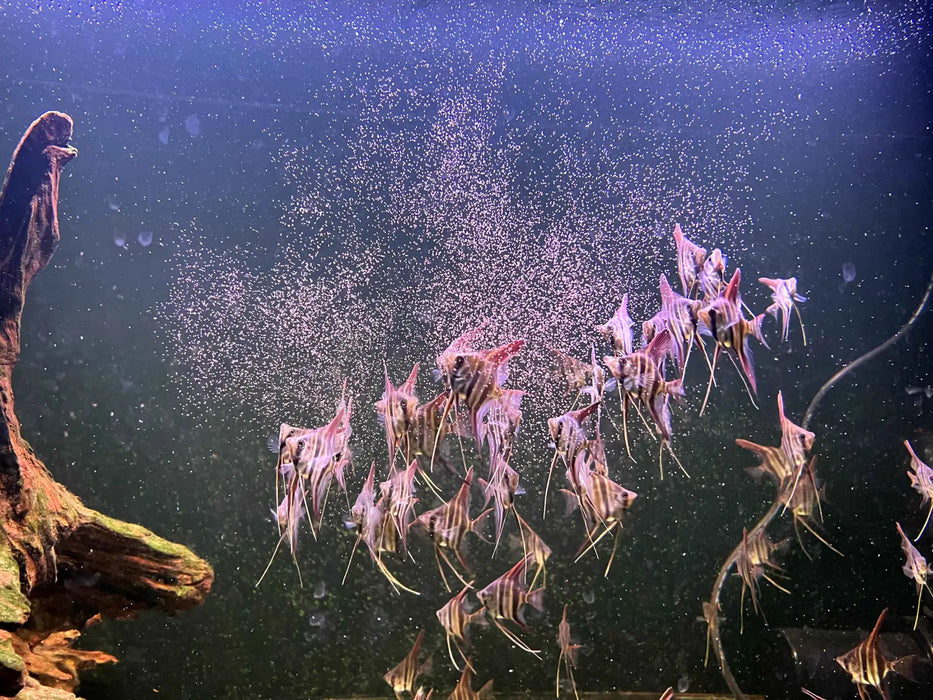Altum angelfish - livestock