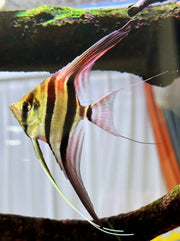 Altum Angelfish - Topick Aquarium