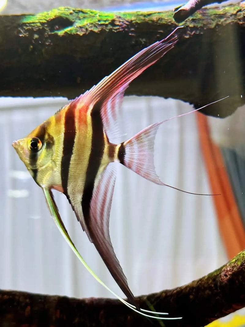 Altum Angelfish - Topick Aquarium