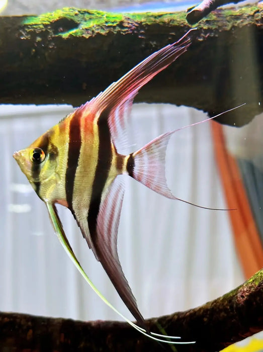Altum angelfish - rio casiqiuare (san felipe) ~8cm
