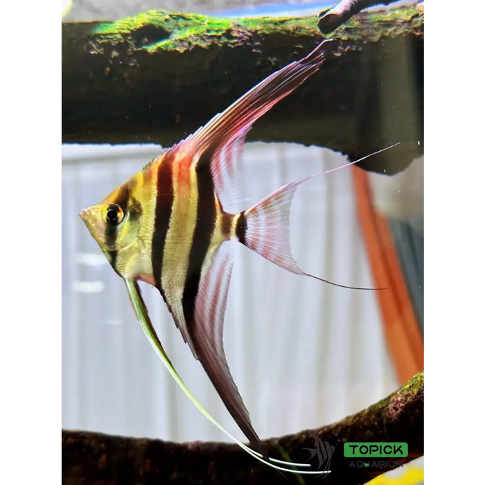 Altum angelfish - rio casiqiuare (san felipe) ~8cm