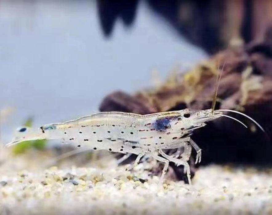Amano shrimp - livestock