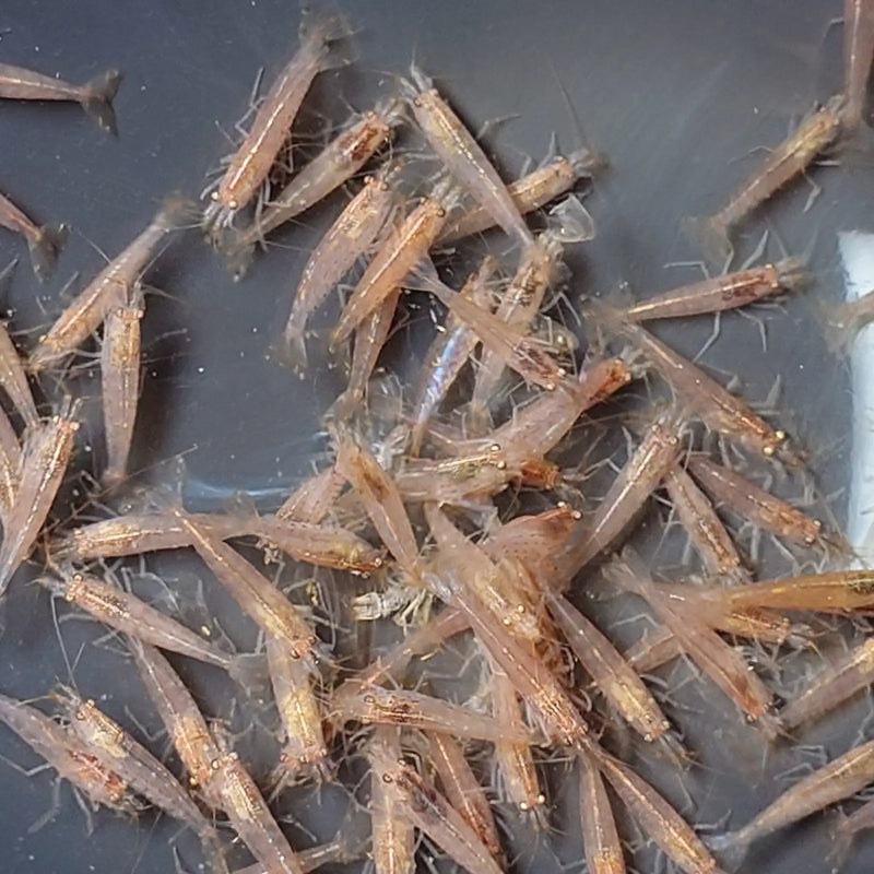 Amano shrimp var. Red - livestock