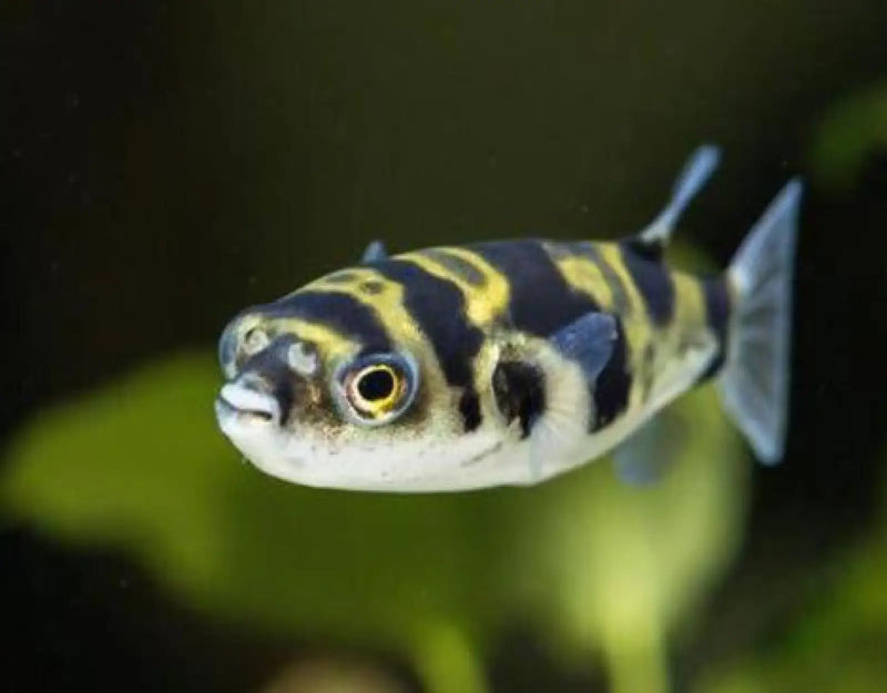 Amazon Puffer - Topick Aquarium Canada