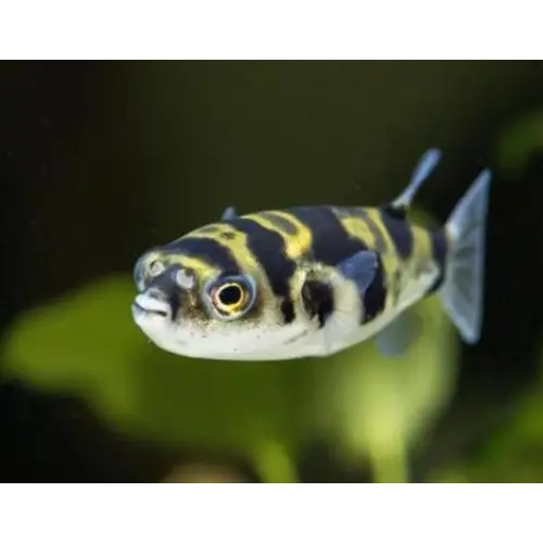 Amazon puffer fish