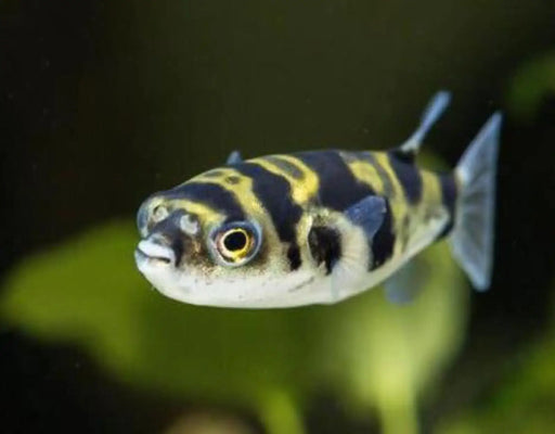 Amazon puffer fish
