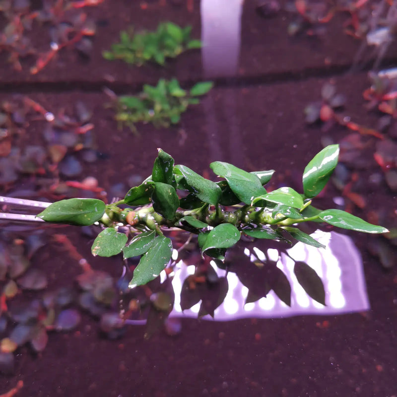 Anubias pangolino - loose portion