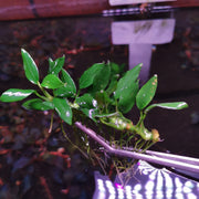 Anubias pangolino - loose portion