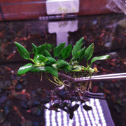 Anubias pangolino - loose portion