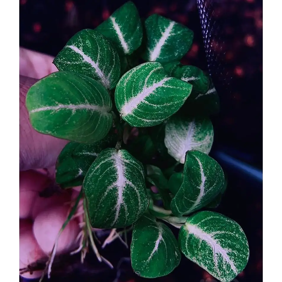 ❗verkauft outlet ❗Stardust Anubias Aquarium Extrem Selten