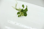 Anubias stardust - loose portion
