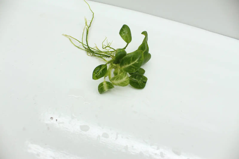 Anubias stardust - loose portion
