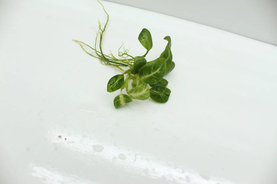 Anubias stardust - loose portion