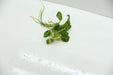 Anubias stardust - loose portion