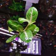 Anubias stardust - loose portion