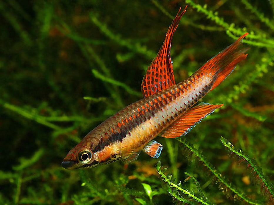 Aphyosemion bivitatum-lagos - pair