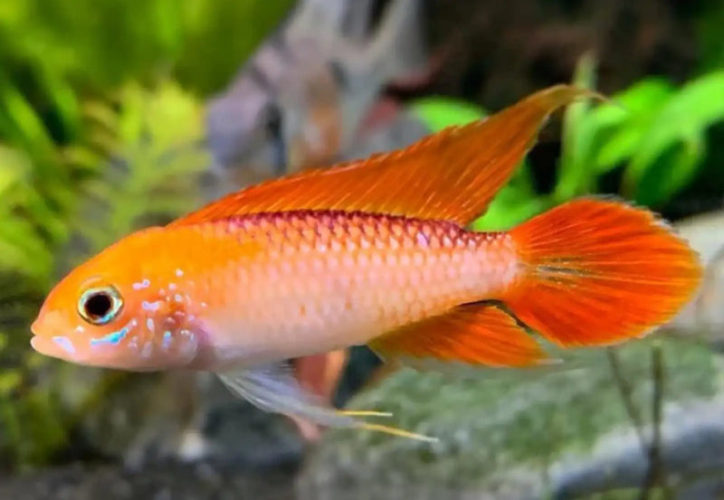 Fire Red Agassizii Apistogramma - Topick Aquarium