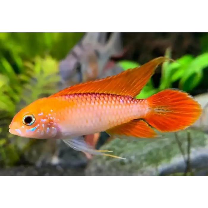 Apistogramma fire red agassizi - 1 fish - livestock