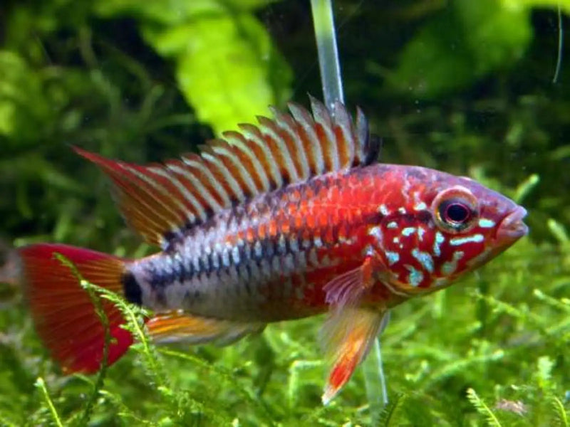 Macmaster's Dwarf Cichlid - Topick Aquarium