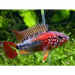 Apistogramma macmasteri - small single fish livestock