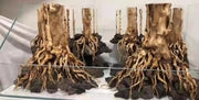 Aquascaping hardscape glue