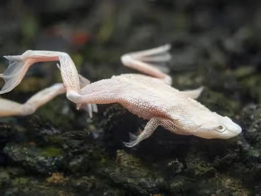 Aquatic frog - platinum