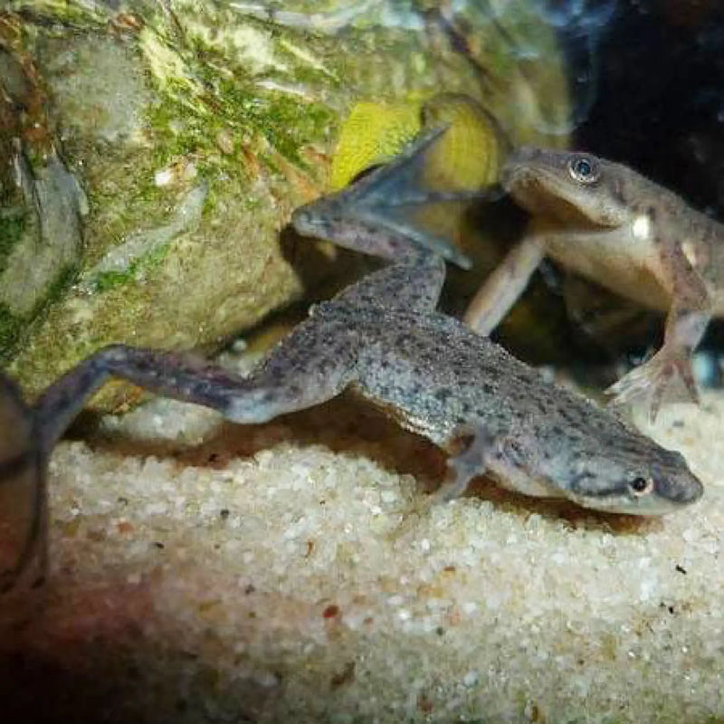 Aquatic Frog / African Dwarf Frog - Topick Aquarium Canada
