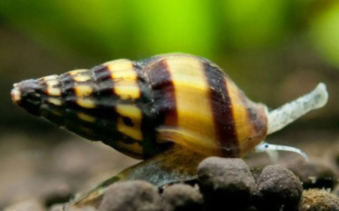 Assassin snail - livestock