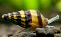 Assassin snail - livestock