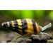 Assassin snail - livestock