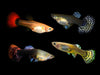 Assorted guppy female - livestock