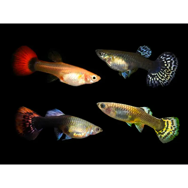 Topick Aquarium Assorted Guppy Female