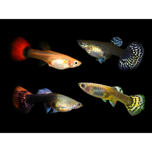 Assorted guppy female - livestock