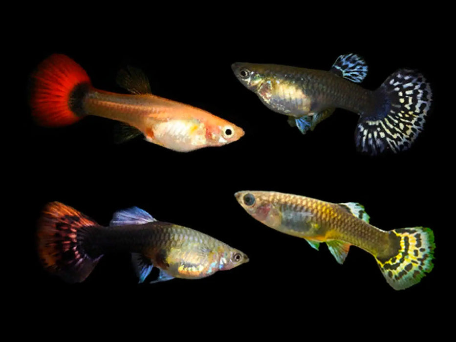 Assorted guppy female - livestock