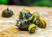 Assorted horned nerite snail - livestock