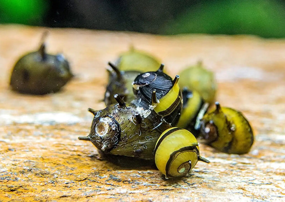 Assorted horned nerite snail - livestock