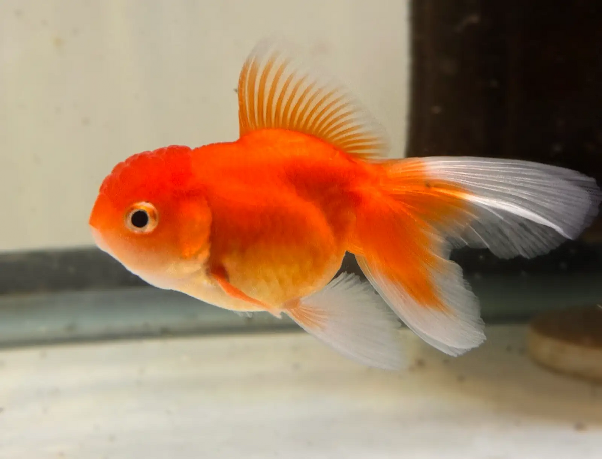 Topick Aquarium - Assorted Oranda