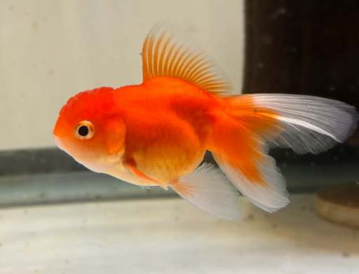 Assorted oranda - 6-7cm
