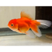 Assorted oranda - 6-7cm