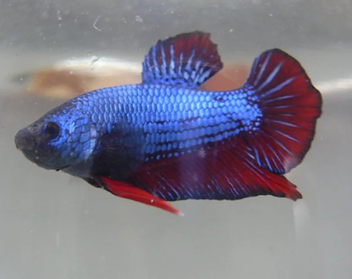 Topick Aquarium - Assorted Plakat Betta