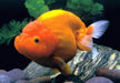 Assorted ranchu - 8-11cm