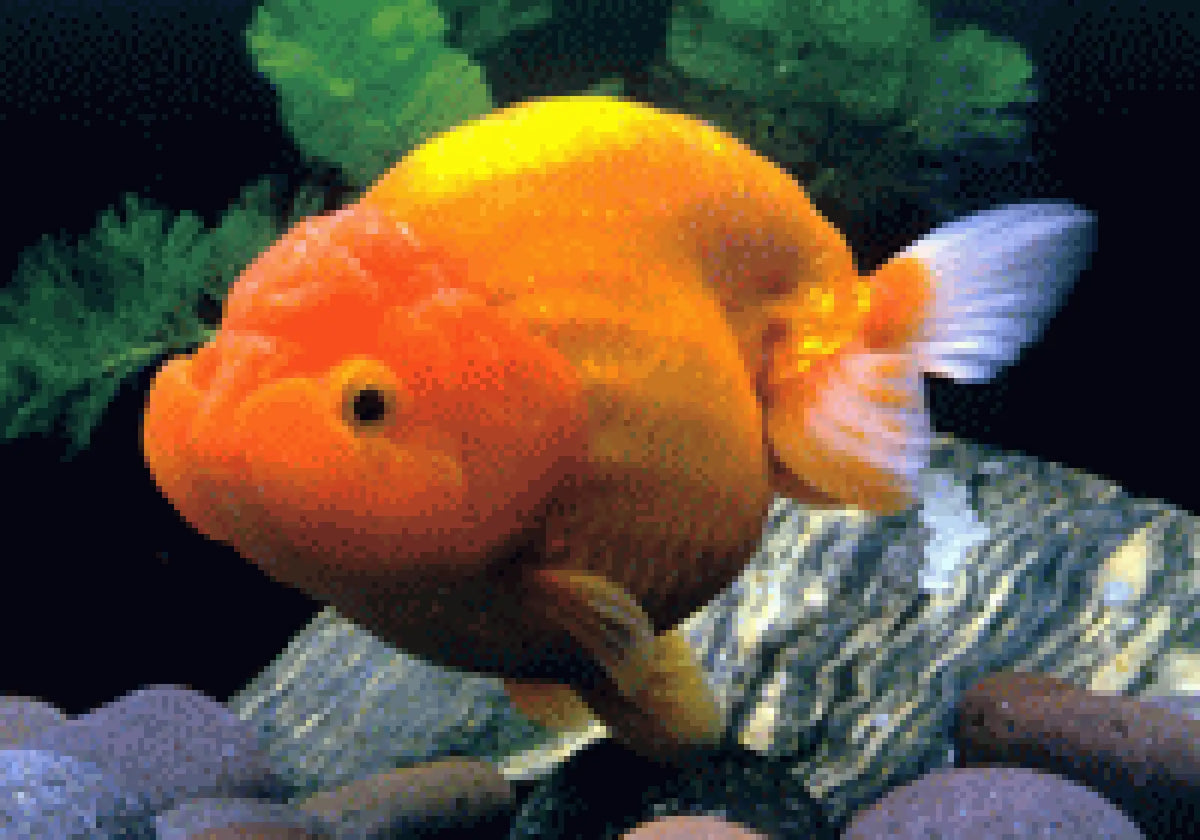 Topick Aquarium - Assorted Ranchu