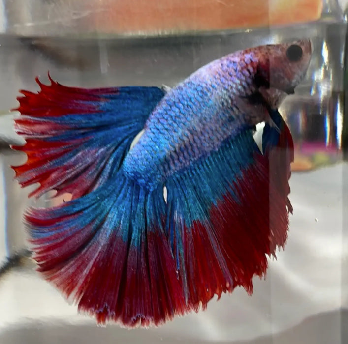 Assorted super delta betta - livestock