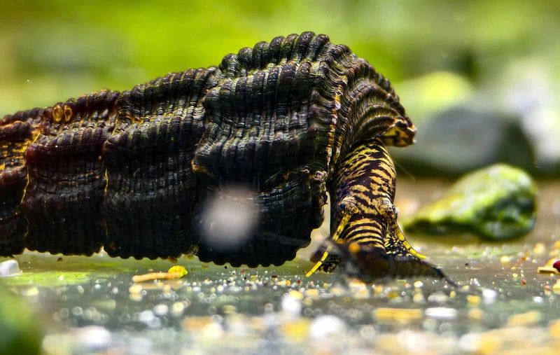 Yellow Antenna Rabbit Snail