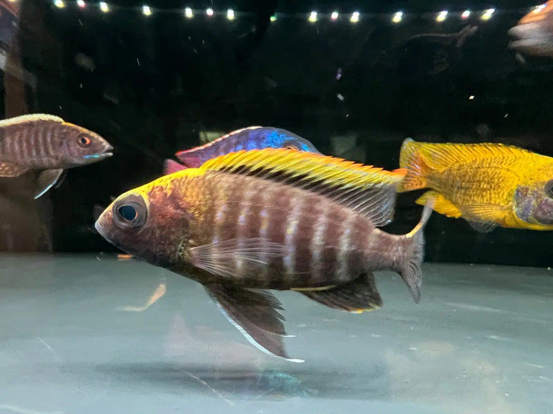 Sulfurhead Peacock - Topick Aquarium