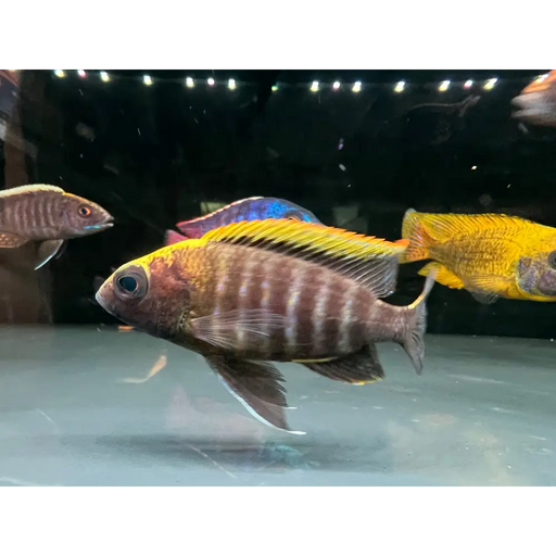 Aulonocara maylandi - show male (8-10cm)