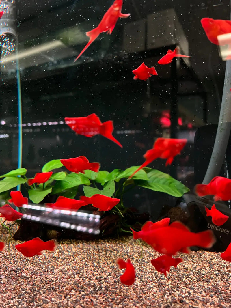 Balloon Albino Red Swordtail - Topick Aquarium Canada
