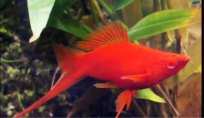 Balloon Albino Red Swordtail - Topick Aquarium Canada