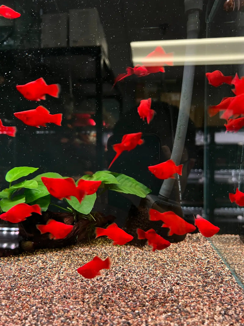 Balloon Albino Red Swordtail - Topick Aquarium Canada