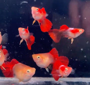Balloon Golden Red Guppy - Topick Aquarium Canada